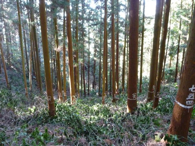 forestmanagement04