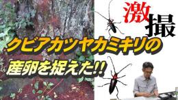 thumbnail3