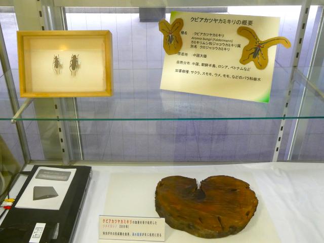 20250602_kubiaka3