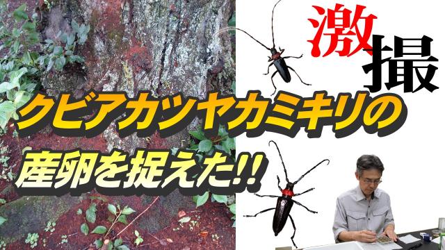 「クビアカツヤカミキリの産卵を捉えた！！」動画サムネイル
