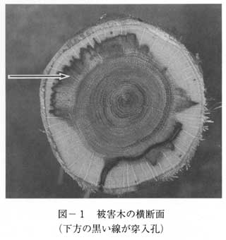 [図-1 被害木の横断面]