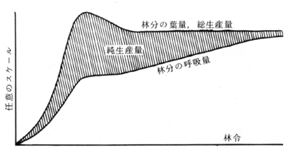 [高密度の一斉林における総生産量，林分呼吸量，総生産量の経年変化を示す模式図]