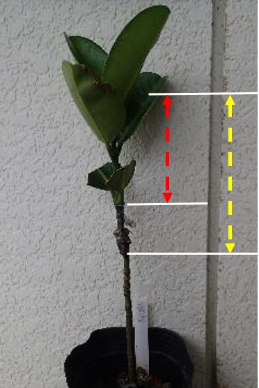 3か月経過（黄色線がつぎ穂,赤線が伸びた新芽）