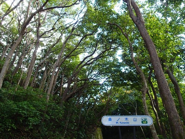 1桑ノ木山に広がるアカギ林