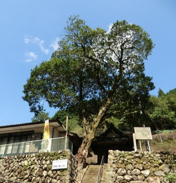 薬師堂の銀もくせい
