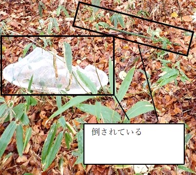 写真9破壊されたシードトラップ