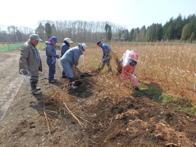 検定林への搬出に向けた苗畑での掘り取り作業