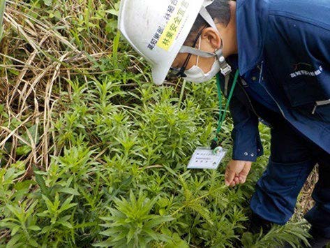 植栽されたコウヨウザン