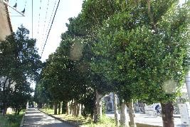 具志頭のフクギ並木遠景
