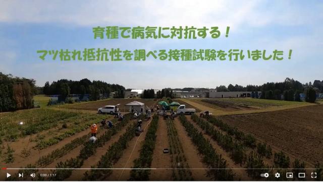 育種で病気に対抗する！マツ枯れ抵抗性を調べる接種試験を行いました(動画)