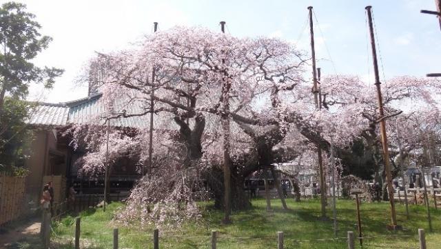 龍ケ崎のシダレザクラ