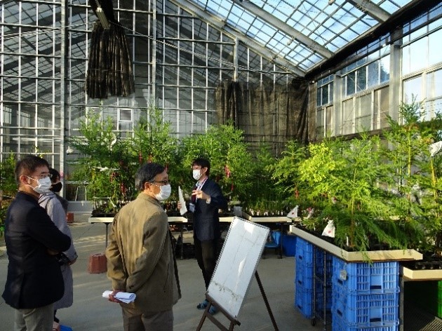写真4特定網室でのゲノム編集苗木の育成