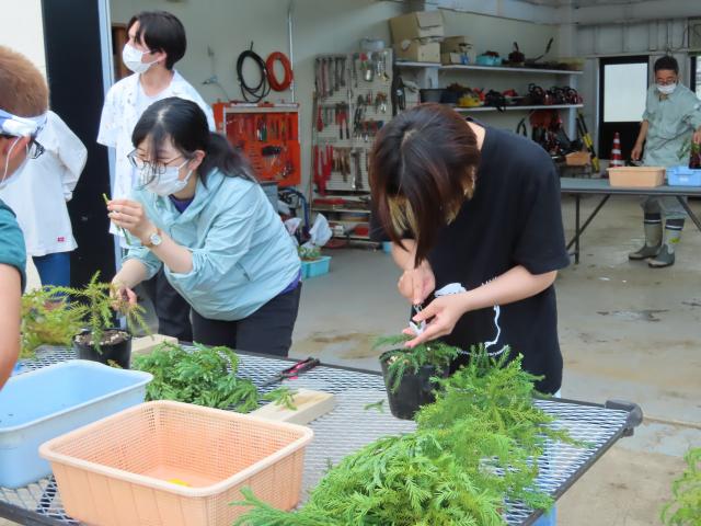 つぎ木の様子