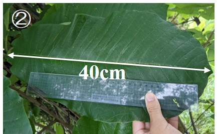 写真2葉
