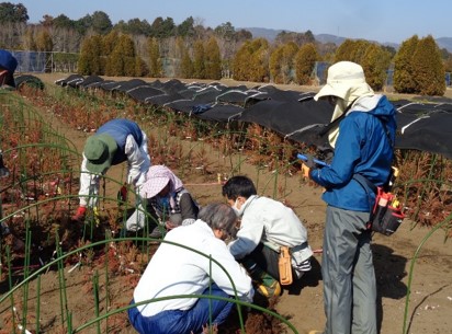 電子野帳を使用した掘取作業