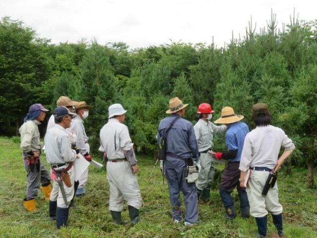 スギ採種木の剪定に関する実技指導