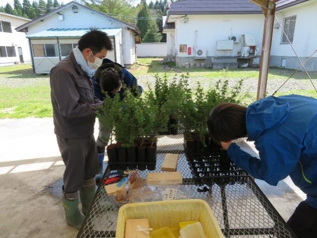 カラマツつぎ木手法の実技指導