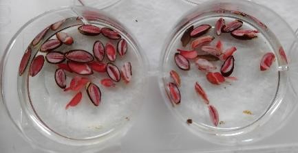 写真1テトラゾリウム溶液の染色による種子の活性調査。生存している種子は赤く染まる。