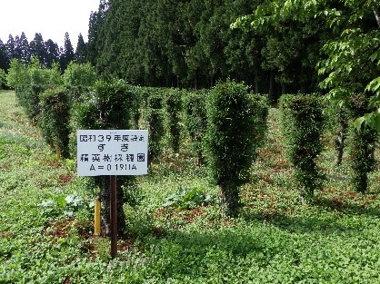 昭和39年造成スギ採穂園