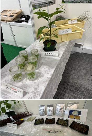 組織培養や葉の除去法の紹介（上）国産生薬や茶葉の試作品（下）