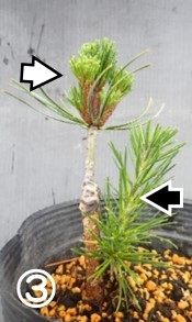 クロマツの台木から伸びた枝はヒメコマツと外見で見分けられる。