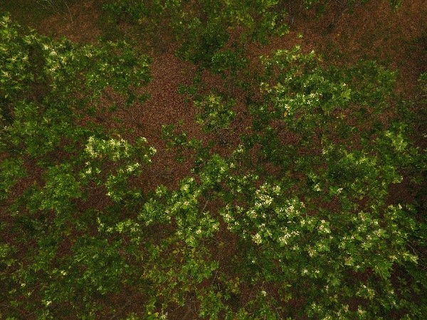 写真1：無人航空機で空から見たテリハボクの着花状況