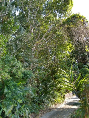 写真3：生垣として道沿いに植えられているフクギ