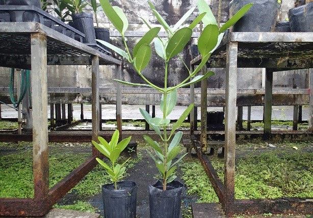 写真6:成長に大きく差が出たフクギの実生苗