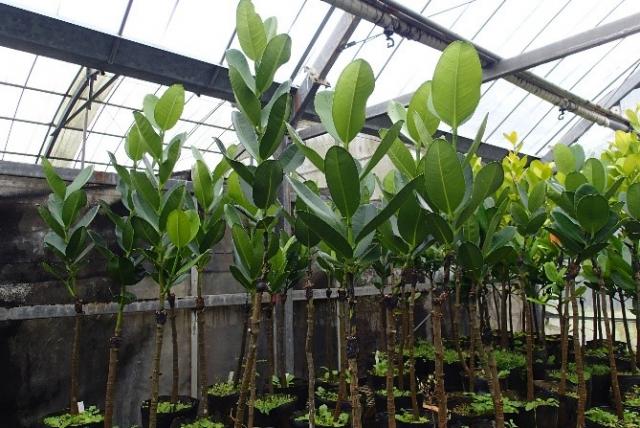 写真4：つぎ木増殖したフクギ