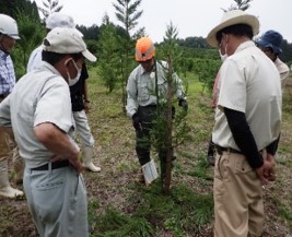 写真-3整枝剪定の技術指導