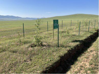 写真2道路沿いの道路脇保全のための植林