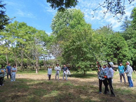 写真1枝の採取に使う測桿鎌の実演