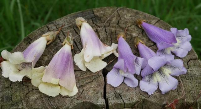 図1林木ジーンバンクで保存されている外国産キリ属の花冠