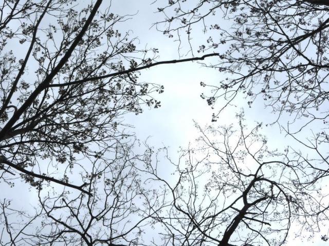 図2同じ地番に植えられた3種類のキリ属