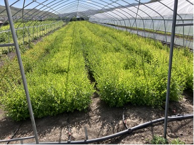 写真3苗畑業者の広葉樹の苗木育成