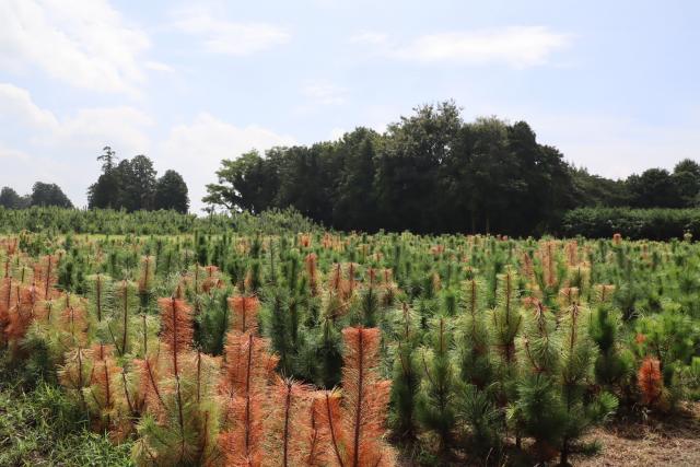 接種後の苗畑の様子（9月15日時点）