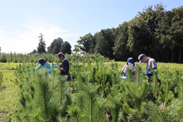 針葉サンプリング1