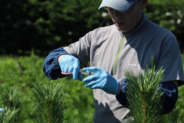 針葉サンプリング2