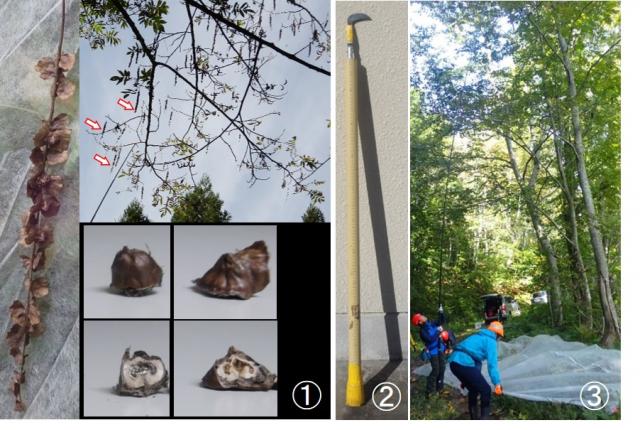 サワグルミ収集