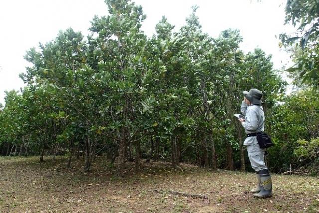 写真2：テリハボクの成長量調査の様子