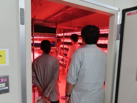 写真2組織培養実験棟の見学