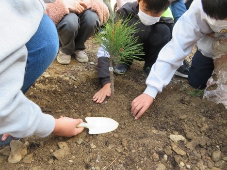 「橋本氏記念松樹」里帰り式で小学生が後継樹を記念植樹