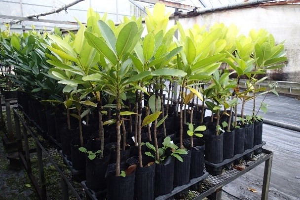 写真5:つぎ木に利用したテリハボクの様子	