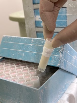 写真1凍結保存しているスギ培養細胞