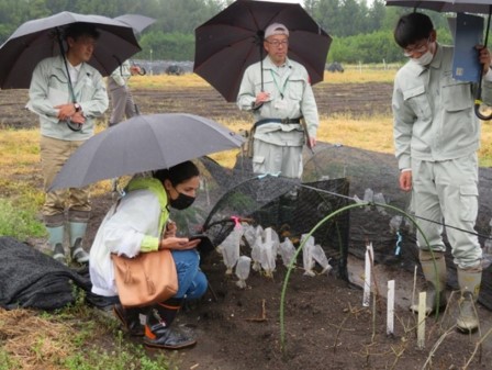 つぎ木増殖・管理の説明