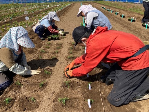 写真2植付けの様子