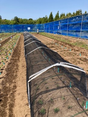 写真3植付け後の様子