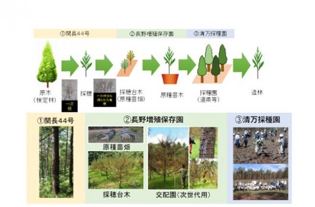 カラマツ検定林、特定母樹研修
