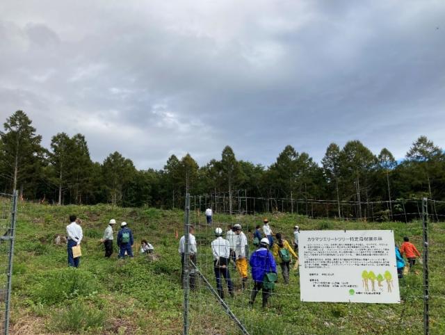 清万採種園のカラマツ特定母樹展示林