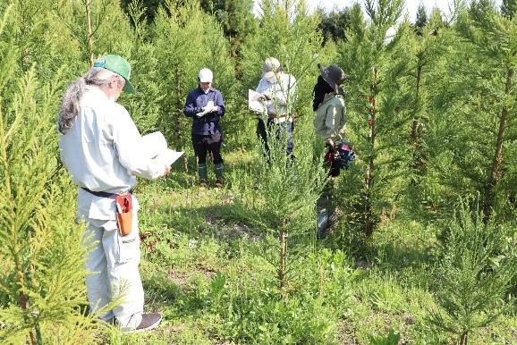 スギ採穂台木の仕立てに関する職員研修1
